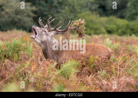 Red Deer stag brames pendant le rut Banque D'Images