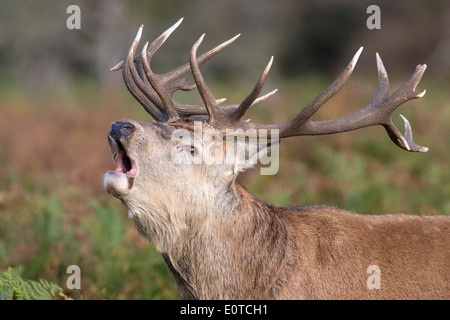 Red Deer stag brames pendant le rut Banque D'Images