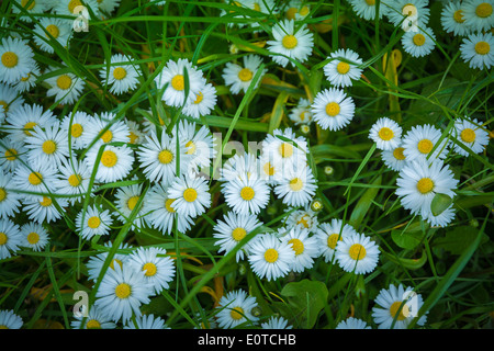 Bellis perennis daisy commun couvrant une pelouse libre et un léger effet de filtre, Stockholm, Suède, en mai. Banque D'Images