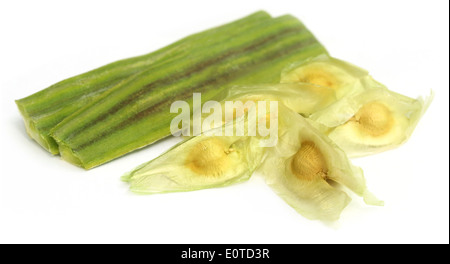 Graines de moringa oleifera sur fond blanc Banque D'Images