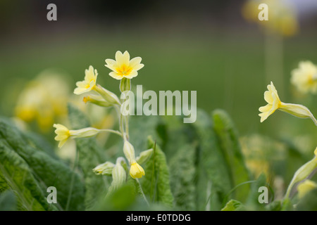 Primrose coucou bleu hybride ; Printemps ; Cornwall, UK Banque D'Images