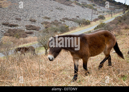 Poneys Exmoor Exmoor ; Royaume-Uni ; Banque D'Images