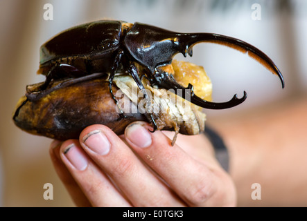 Coléoptère Dynastes hercules Hercules mâle se nourrissant d'une banane mûre tenu par un biologiste Banque D'Images