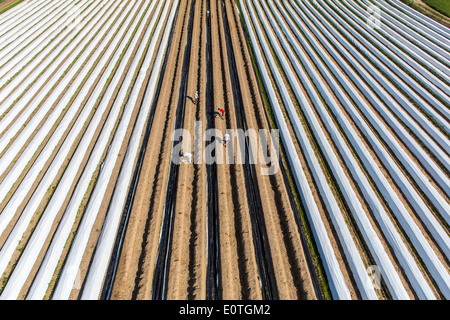 La récolte d'asperges sur le Rhin inférieur, zone ouest de l'Allemagne. Champ d'asperges, asperges du barrage recouvert de film plastique. Banque D'Images