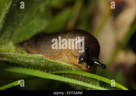 Jardin commun Slug Banque D'Images