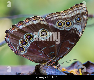 Face inférieure d'un papillon bleu Morpho peleides Morpho lors d'une station d'alimentation dans une ferme aux papillons de Monteverde au Costa Rica Banque D'Images