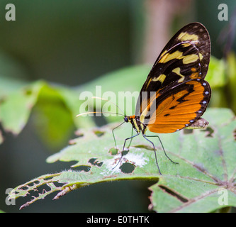 Papillon Heliconius cydno Longwing tigre chioneus chargées à partir d'excréments d'oiseaux sur une feuille, à Sarapiqui Costa Rica Banque D'Images