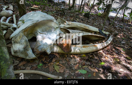 Crâne d'une baleine à bosse Megaptera novaeangliae dans la forêt côtière du parc national de Corcovado Costa Rica Banque D'Images