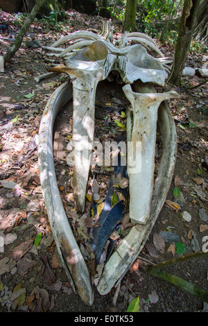 Os du crâne d'une baleine à bosse Megaptera novaeangliae dans la forêt côtière du parc national de Corcovado Costa Rica Banque D'Images