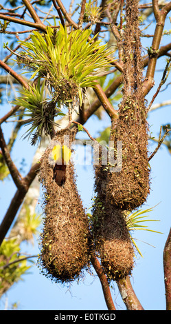 Montezuma Oropendola Psarocolius montezuma plonger dans son panier tissé tombantes nest - Sarapiqui Costa Rica Banque D'Images