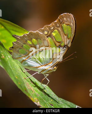Papillon Siproeta stelenes Malachite dessous Costa Rica Cabo Blanco Réserver Banque D'Images
