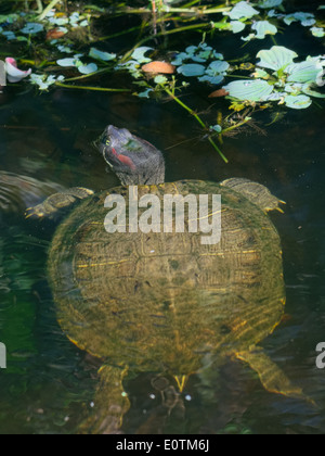 La Tortue à oreilles rouges dans les zones humides de l'eau des marais de Floride. Banque D'Images