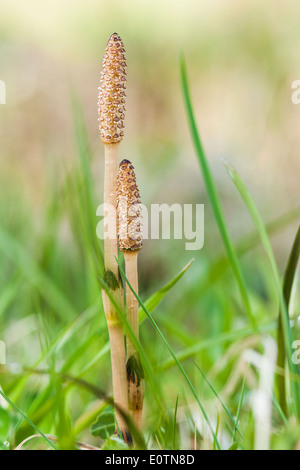 La prêle des champs (Equisetum arvense) avec des tiges fertiles. Banque D'Images