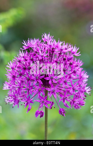 Allium hollandicum 'Purple Sensation' dans un jardin anglais. Banque D'Images