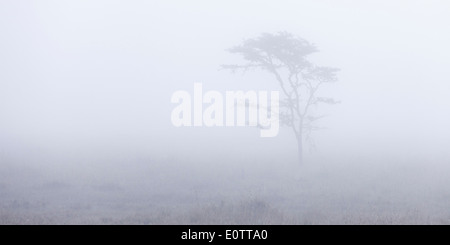 Acacia, brume matinale, Laikipia Kenya Afrique Banque D'Images