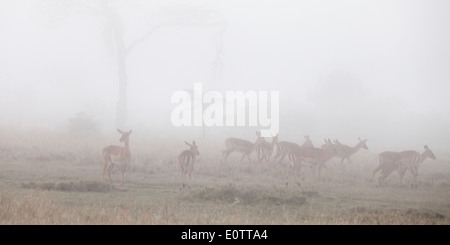 Dawn mist avec des impalas, early morning light, Laikipia mont Kenya Afrique Banque D'Images