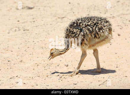 Chick autruche d'Afrique dans la réserve Hai-Bar Yotvata, dans le sud d'Israël. Banque D'Images