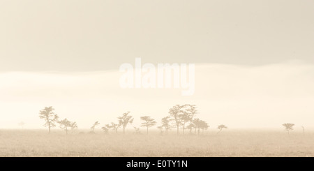 Tôt le matin, la lumière et la brume, Laikipia Kenya Afrique Banque D'Images