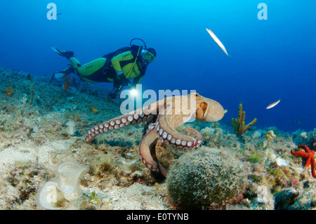 Poulpe commun (Octopus vulgaris) avec scuba diver. La Croatie, Mer Méditerranée, le Parc National de Kornati Kornati Parc Banque D'Images