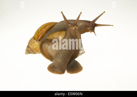 Giant African Snail (Achatina fulica). Deux escargots. Studio photo sur un fond blanc. Banque D'Images