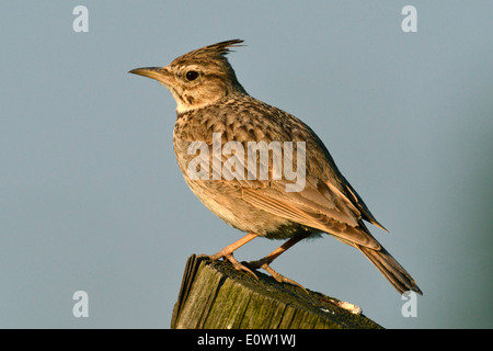 (Galerida cristata Crested Lark) debout sur un poste en bois. Allemagne Banque D'Images