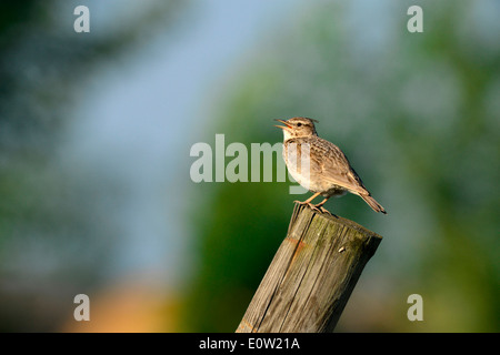 (Galerida cristata Crested Lark) debout sur un poste en bois en chantant. Allemagne Banque D'Images