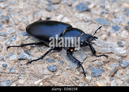 Stag Beetle européenne (Lucanus cervus), femme sur un chemin, Allemagne Banque D'Images