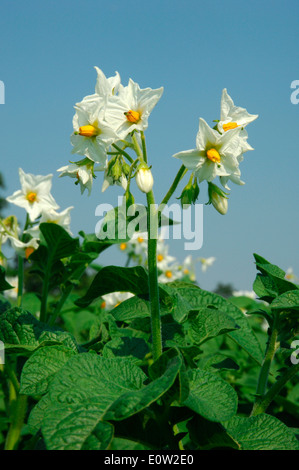 La pomme de terre (Solanum tuberosum). Tige florifère. Allemagne Banque D'Images