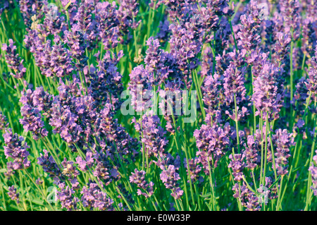 Lavande Anglaise (Lavandula angustifolia Lavandula vera, Lavandula officinalis), la floraison Banque D'Images