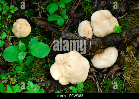 St George's (Calocybe gambosa) champignons, champignons sur le sol forestier Banque D'Images