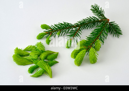 Epicéa commun, l'épinette de Norvège (Picea abies). Brindille et nouvelles pousses. Studio photo sur un fond blanc. Banque D'Images