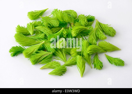 Epicéa commun, l'épinette de Norvège (Picea abies). Nouvelles pousses. Studio photo sur un fond blanc. Banque D'Images