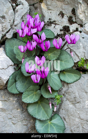 Cyclamen (Cyclamen purpurascens européenne), les plantes à fleurs dans les crevasses. Italie Banque D'Images