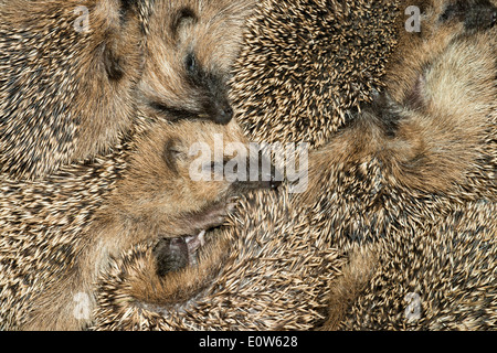 Hérisson européen (Erinaceus europaeus). Sept jeunes dormir dans un nid. L'Autriche Banque D'Images