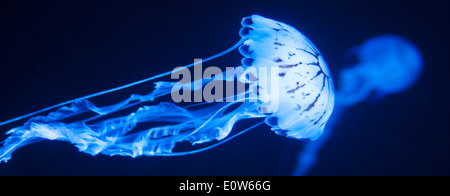 Méduses dans un aquarium en danse bleu Banque D'Images