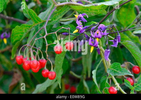 Belladone, morelle douce-amère (Solanum dulcamara), plante avec des fruits mûrs et de fleurs. Allemagne Banque D'Images