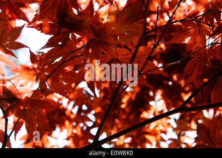 Belles feuilles d'érable rouges contre un ciel ensoleillé au début de l'automne Banque D'Images