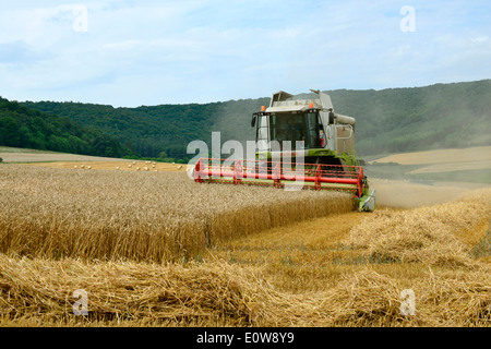 Moissonneuse-batteuse au travail. Allemagne Banque D'Images