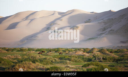 Les chevaux de Mongolie et le pâturage du bétail dans l'herbe paysage en face de la grande dunes de Khongoryn Els Banque D'Images