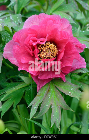 La pivoine (Paeonia suffruticosa arbre 'Leda'), Basse-Saxe, Allemagne Banque D'Images