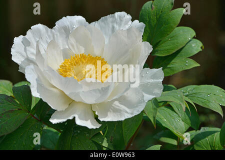 La pivoine (Paeonia suffruticosa arbre 'Godaishu'), Basse-Saxe, Allemagne Banque D'Images