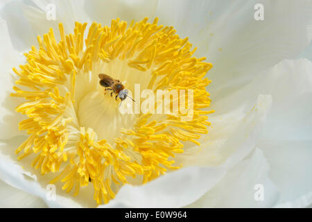 La pivoine (Paeonia suffruticosa arbre 'Godaishu'), Basse-Saxe, Allemagne Banque D'Images