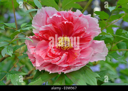 La pivoine (Paeonia suffruticosa arbre 'Shima-nishiki'), Basse-Saxe, Allemagne Banque D'Images