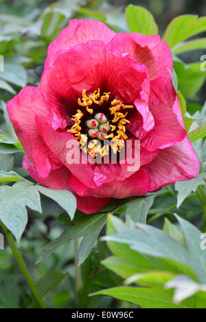 La pivoine (Paeonia suffruticosa arbre 'Gauguin'), Basse-Saxe, Allemagne Banque D'Images