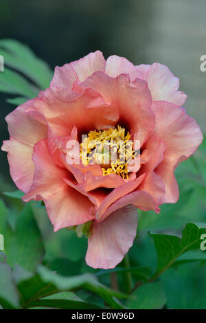 La pivoine (Paeonia suffruticosa arbre 'ère exotiques'), Basse-Saxe, Allemagne Banque D'Images