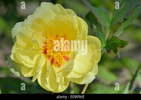 La pivoine (Paeonia suffruticosa arbre 'Gigh Midi'), Basse-Saxe, Allemagne Banque D'Images