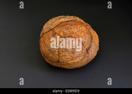 Opale Boulder brute, studio photo sur un fond noir Banque D'Images