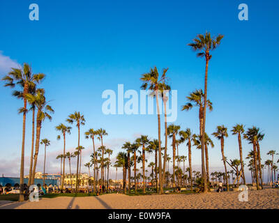 Palmiers sur la plage, Venice Beach, California, United States Banque D'Images