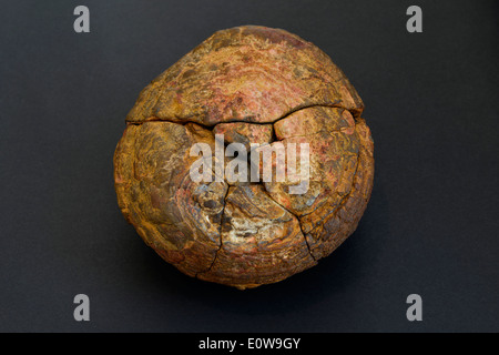 Opale Boulder brute, studio photo sur un fond noir Banque D'Images