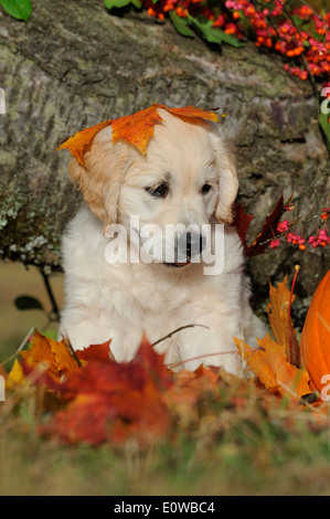 Golden Retriever. Chiot assis parmi les feuilles d'automne. Allemagne Banque D'Images